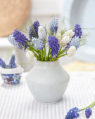 Muscari combinatie