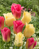 Tulipa Tom Pouce, World Friendship