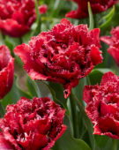 Tulipa Cranberry Thistle