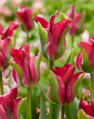 Tulipa Green Love