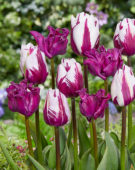 Tulipa Rems Favourite, Crown of Negrita