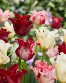 Tulipa coronet mix