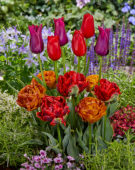 Tulipa combinatie