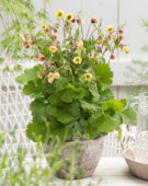 Geum Censation™ Two Tone Pearl Geum Censation™ Two Tone Pearl