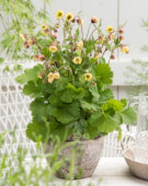 Geum Censation™ Two Tone Pearl