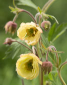 Geum Censation™ Two Tone Pearl Geum Censation™ Two Tone Pearl