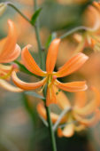 Lilium Orange Marmalade