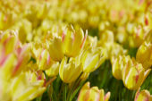 Tulipa meerbloemig