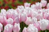 Tulipa roze