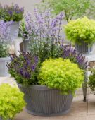 Sedum reflexum Sunsparkler® Angelinas Teacup