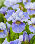 Iris sibirica Mission Bay