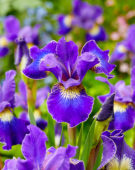 Iris sibirica Golden Edge