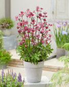 Astrantia major Sparkling Stars Red