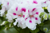 Pelargonium Elegance Royalty White * 