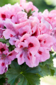 Pelargonium grandiflorum