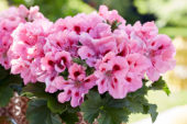 Pelargonium grandiflorum