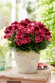 Pelargonium Elegance Kate *   