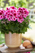 Pelargonium grandiflorum