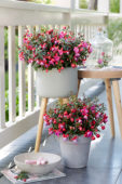Bella Fuchsia ® Susanna * 