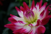 Dahlia LaBella Maggiore Rose Bicolour