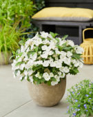 Hydrangea Runaway Bride® Hydrangea Runaway Bride®
