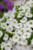 Calibrachoa Calitastic White