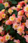 Begonia RiseUp™ Coral Reef Begonia RiseUp™ Coral Reef