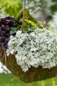 Artemisia Fancifillers  Sea Salt, Alternanthera Fancifillers Choco Chili