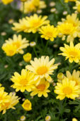 Argyranthemum schoonheid geel