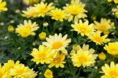 Argyranthemum schoonheid geel