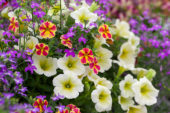Calibrachoa Candy Shop Candy Bouquet, Lobelia Hot Purple, Petunia Bingo Sun