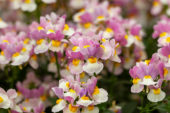Nemesia Escential Pinkberry