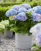 Hydrangea Multi-Double by Magical® Pump Up The Blue