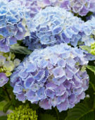 Hydrangea Multi-Double by Magical® Pump Up The Blue