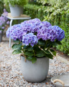 Hydrangea Multi-Double by Magical® Purple Blue Fiction