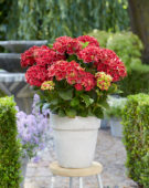 Hydrangea Multi-Double by Magical® Red Red Wine