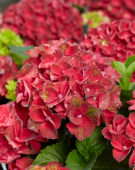 Hydrangea Multi-Double by Magical® Red Red Wine