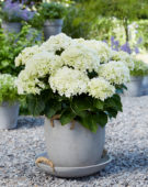 Hydrangea Multi-Double by Magical® Saturday White Fever