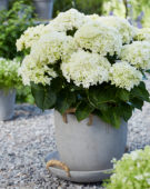 Hydrangea Multi-Double by Magical® Saturday White Fever Hydrangea Multi-Double by Magical® Saturday White Fever