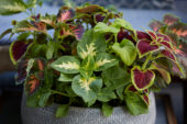 Coleus scutellarioides