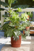 Fatsia japonica Spider's Web, Fatsia japonica Spiders Web