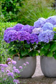 Hydrangea Multi-Double by Magical® Pump Up The Blue, Purple Blue Fiction Hydrangea Multi-Double by Magical® Pump Up The Blue, Purple Blue Fiction