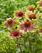 Echinacea purpurea Green Twister