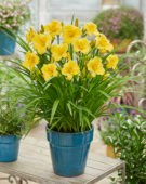 Hemerocallis EveryDaylily™ Gold Hemerocallis EveryDaylily™ Gold