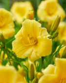 Hemerocallis EDL Gold