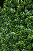Ilex x meserveae Heckenstar ®