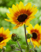 Helianthus annuus SunBelievable™ Brown Eyed Girl Helianthus annuus SunBelievable™ Brown Eyed Girl