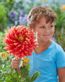 Boy with Dahlia Bodacious flower