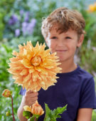Boy with Dahlia Ben Huston flower