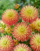 Dahlia Felida Solar Flair